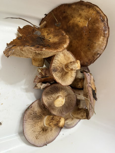 Гриб из Пфорцхайм/Германия