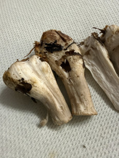 Гриб из Пфорцхайм/Германия