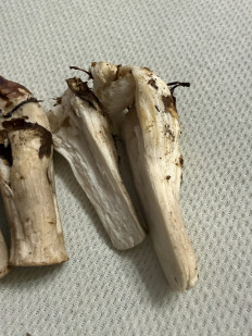 Гриб из Пфорцхайм/Германия