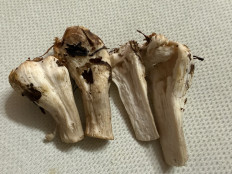 Гриб из Пфорцхайм/Германия