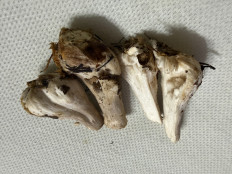 Гриб из Пфорцхайм/Германия