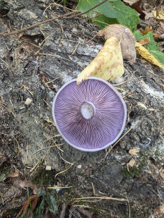 Lepista nuda - Рядовка фиолетовая