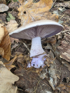 Lepista nuda - Рядовка фиолетовая