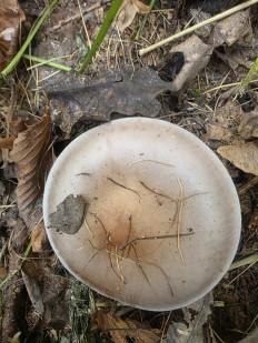 Lepista nuda - Рядовка фиолетовая