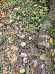 Lepista nuda - Рядовка фиолетовая