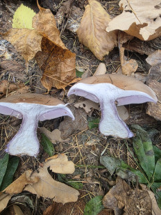 Lepista nuda - Рядовка фиолетовая