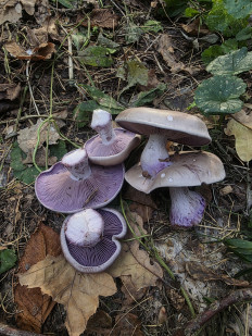Lepista nuda - Рядовка фиолетовая