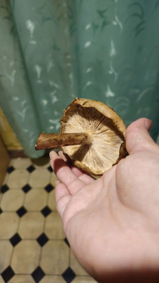 Гриб из Крым