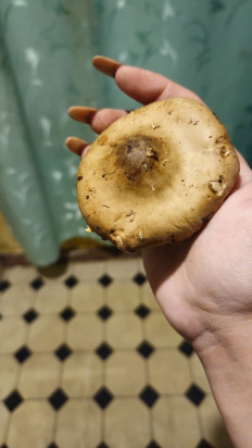 Гриб из Крым