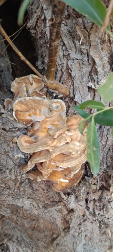 Гриб из Волгоград