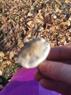 Гриб из Караганда