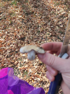 Гриб из Караганда