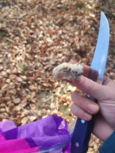 Гриб из Караганда