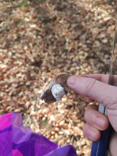 Гриб из Караганда