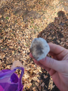 Гриб из Караганда