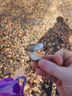 Гриб из Караганда