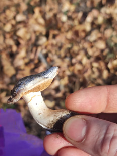 Гриб из Караганда