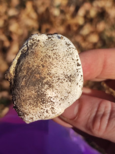 Гриб из Караганда