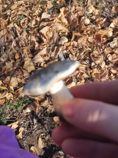 Гриб из Караганда