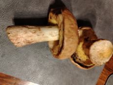 Гриб из Вальево, Сербия