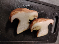 Гриб из Вальево, Сербия