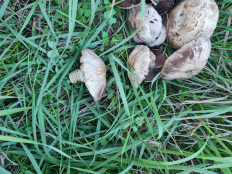 Гриб из Белогорск