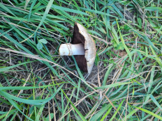 Гриб из Белогорск