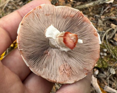 Гриб из Южно-Сахалинск