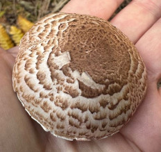 Гриб из Южно-Сахалинск