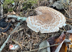 Гриб из Южно-Сахалинск