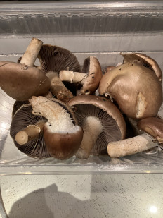 Гриб из Москва