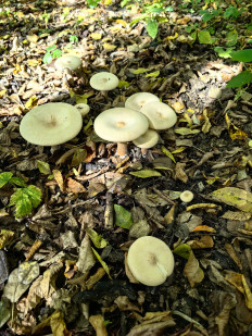 Гриб из Краснодар