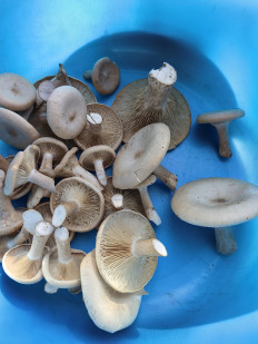 Гриб из Краснодар