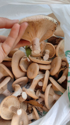 Гриб из Краснодар