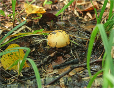 Гриб из Москва