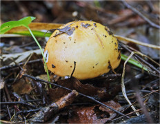 Гриб из Москва