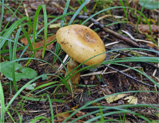 Гриб из Москва