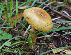 Гриб из Москва