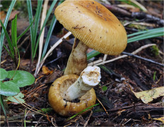 Гриб из Москва