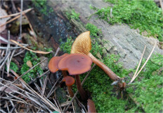 Гриб из Москва