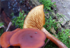 Гриб из Москва