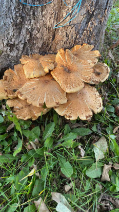 Гриб из Минск