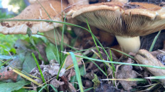 Гриб из Минск