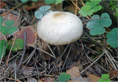 Гриб из Москва