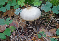 Гриб из Москва