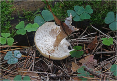 Гриб из Москва