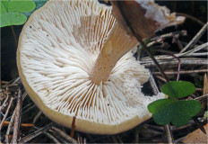 Гриб из Москва