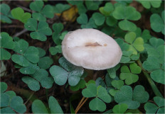 Гриб из Москва