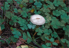 Гриб из Москва