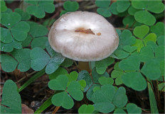 Гриб из Москва